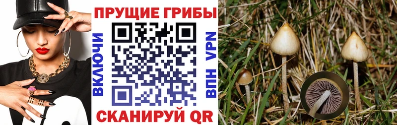 Купить где Нижняя Тура Псилоцибиновые грибы GOLDEN TEACHER
